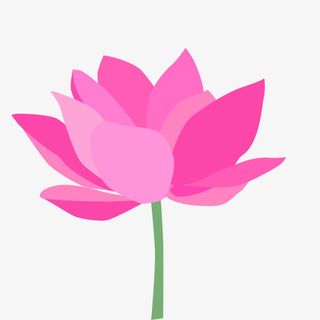 荷花 粉色 夏季 PNG免抠