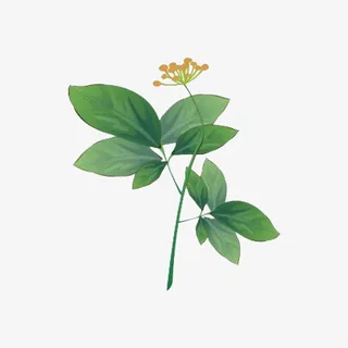 卡通手绘中草药素材免抠