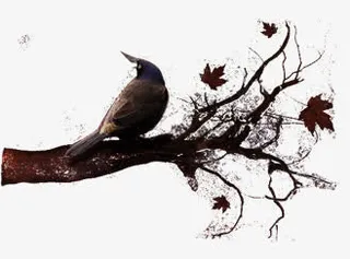 枯树枫叶喜鹊免抠