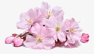 桃花透明png素材免抠