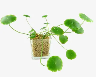 积雪草盆栽免抠