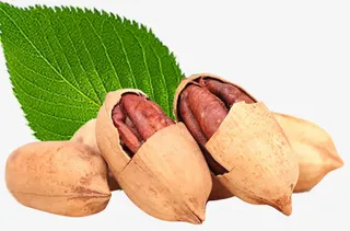 碧根果与叶免抠