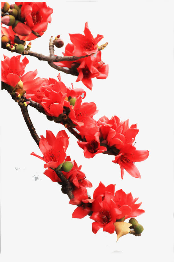 热烈的鲜花免抠