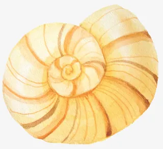 黄色海边迷你小蜗牛免抠