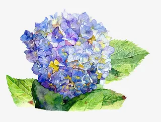 手绘绣球花免抠