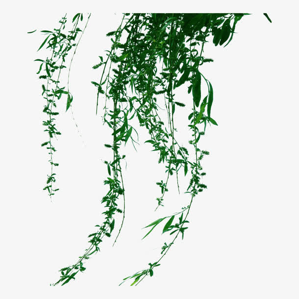 装饰素材 树叶 边框免抠