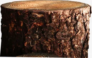 春天树桩切面年轮免抠