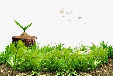 春天气息的海报元素免抠装饰植物元素 春天气息的海报元素免抠装饰植物元素