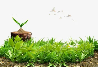 春天气息的海报元素免抠装饰植物元素