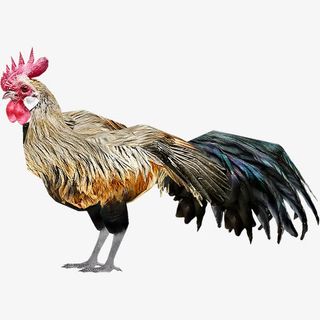 肉禽活鸡家禽免抠