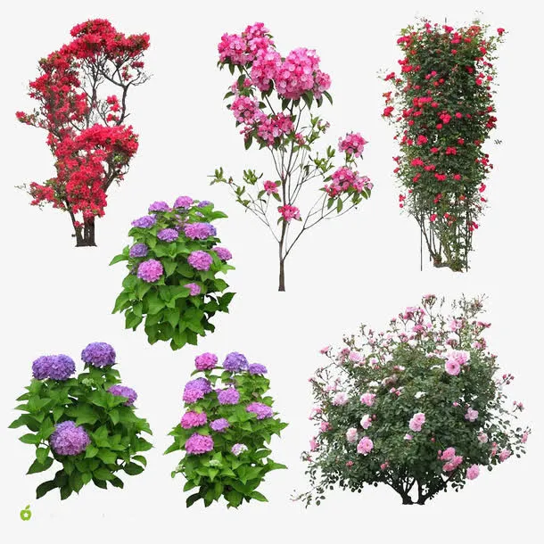 花卉免抠