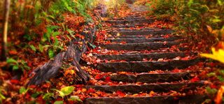 秋冬道路落叶海报banner高清