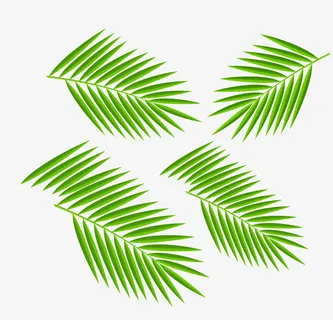 矢量椰树叶子免抠