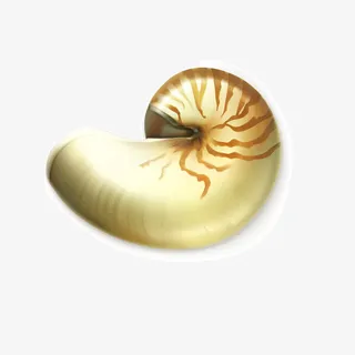 海洋生物素材矢量免抠