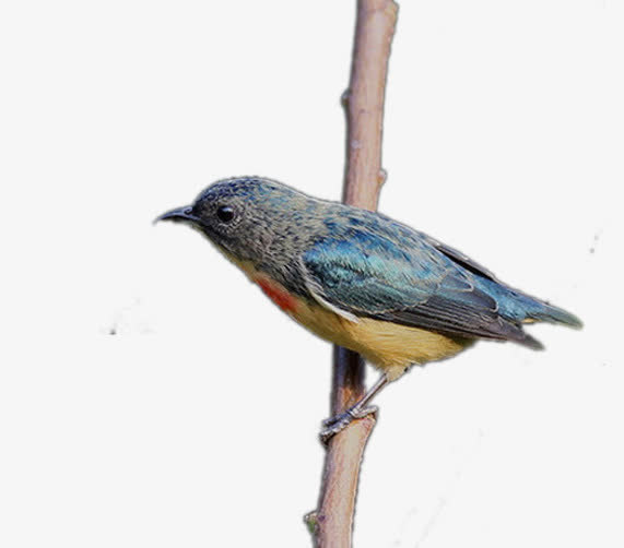 红胸啄花鸟免抠