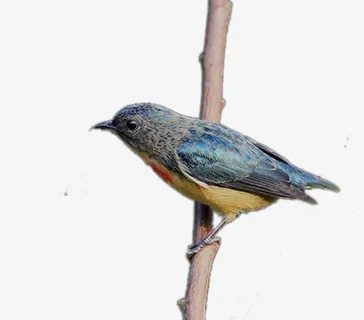 红胸啄花鸟免抠