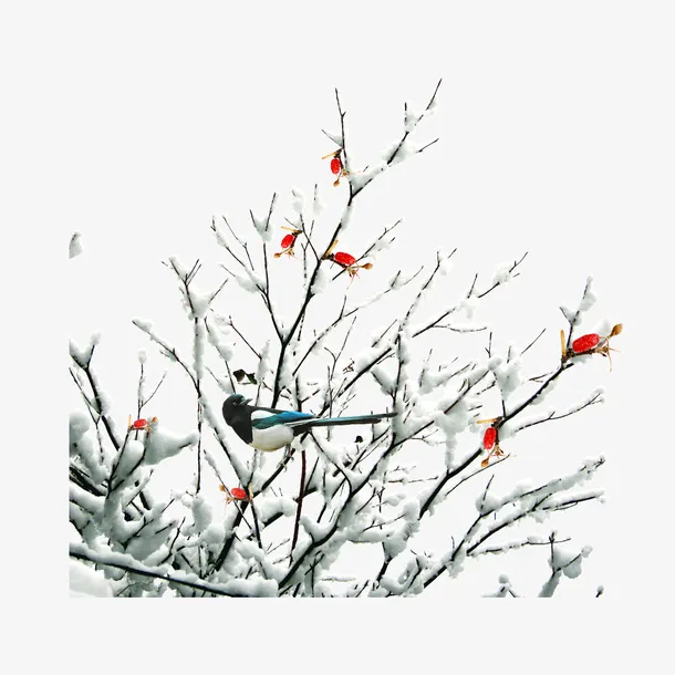 冬天雪压树枝场景免抠