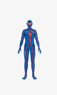 矢量人体结构图矢量素材免抠