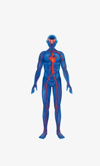 矢量人体结构图矢量素材免抠