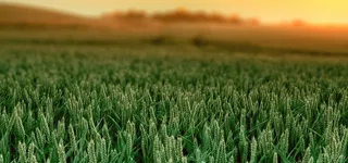 草地植物背景高清