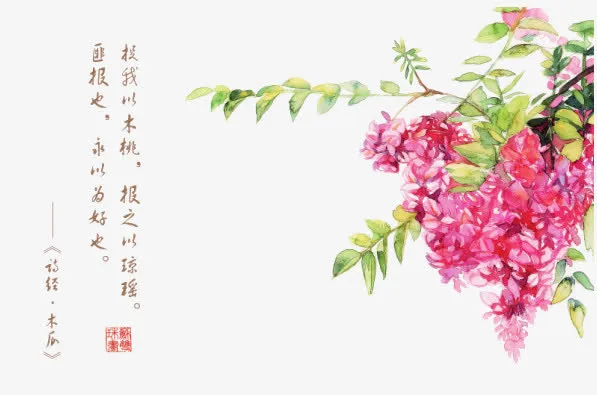 诗经花朵插画配图免抠