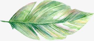 手绘水彩叶子png免抠
