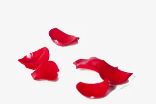 红色玫瑰花瓣唯美场景效果免抠