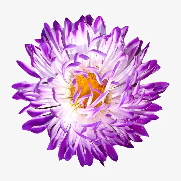 抽象鲜花手绘鲜花免抠