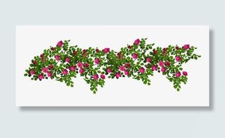 蔷薇花藤曼茂盛素材免抠