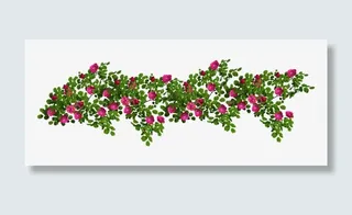 蔷薇花藤曼茂盛素材免抠