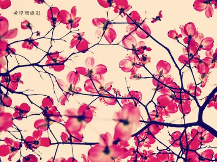 手绘梅花特写惊艳免抠