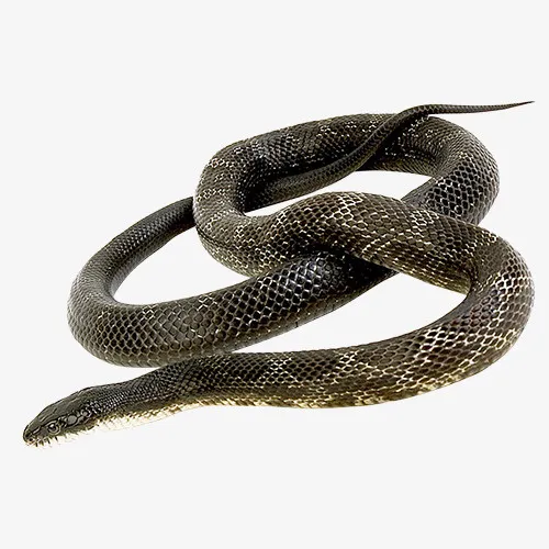 深色质感装饰毒蛇设计图免抠