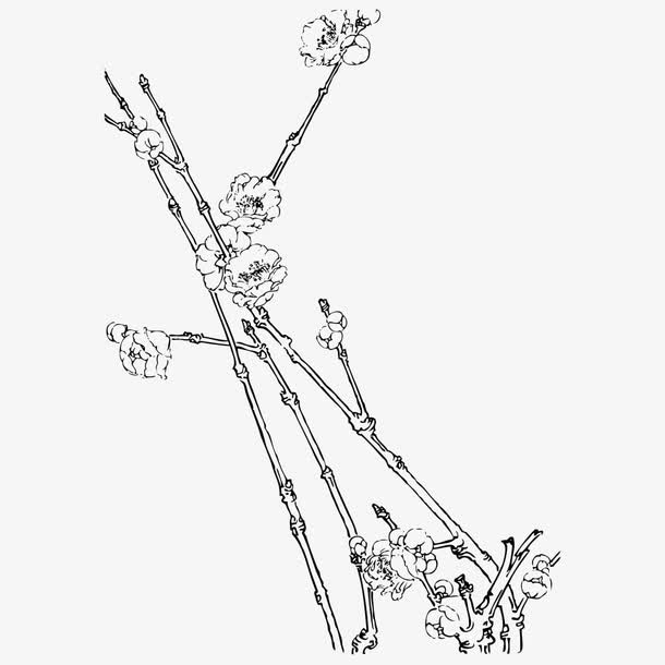 素描梅花免抠