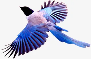 七夕飞翔海报单身鸟免抠