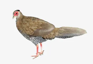 站在的野鸡免抠