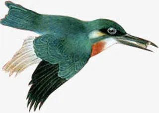 翠鸟免抠