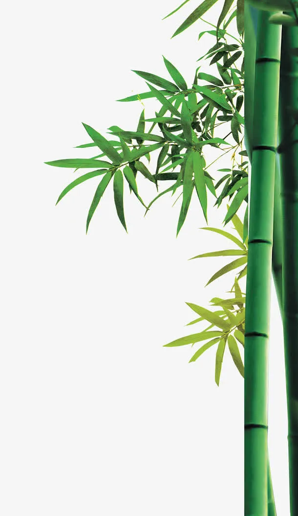 竹子免抠