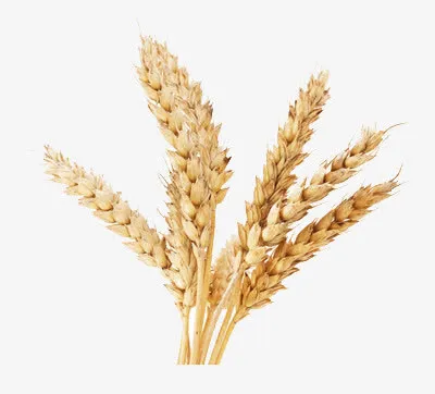 麦穗免抠