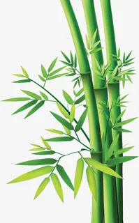 竹子竹叶植物免抠 竹子竹叶植物免抠