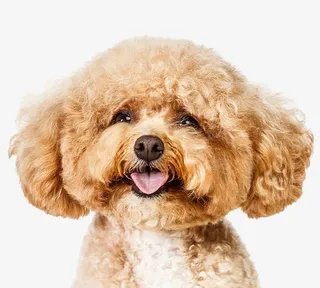 大脸的泰迪狗免抠