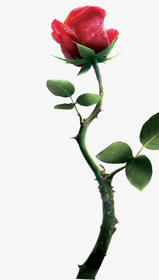 矢量玫瑰花免抠