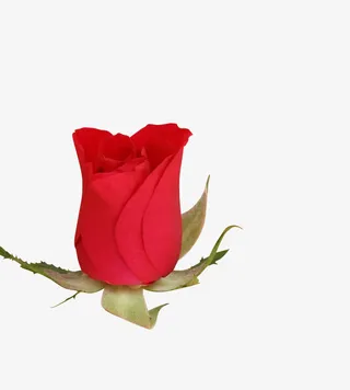 情节节玫瑰花瓣漂浮免抠