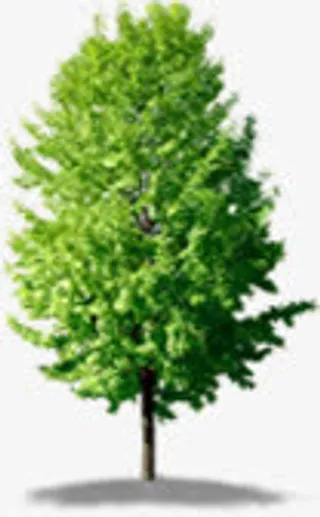 春天绿树景观植物免抠