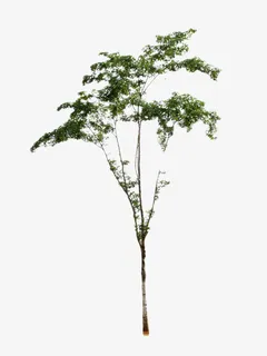 绿色的小树苗免抠