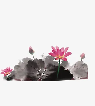 荷花荷叶专辑免抠