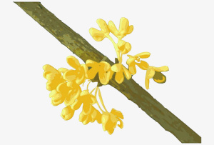 盛开的桂花图片素材免抠
