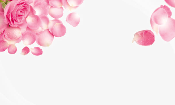 玫瑰花免抠