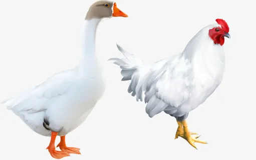 矢量动物家禽素材白鹅公鸡免抠