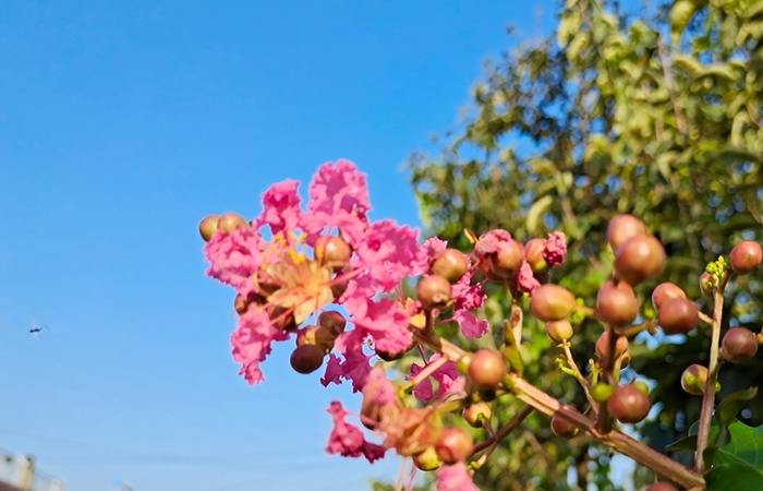 玫紫色的小花花高清