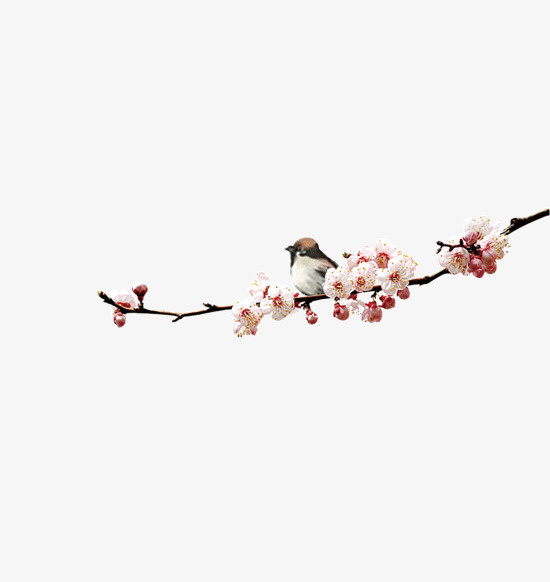 桃花上的小鸟免抠